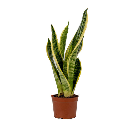 Sansevieria Trifasciata