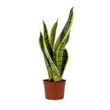 Sansevieria Trifasciata