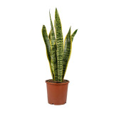 Sansevieria Trifasciata