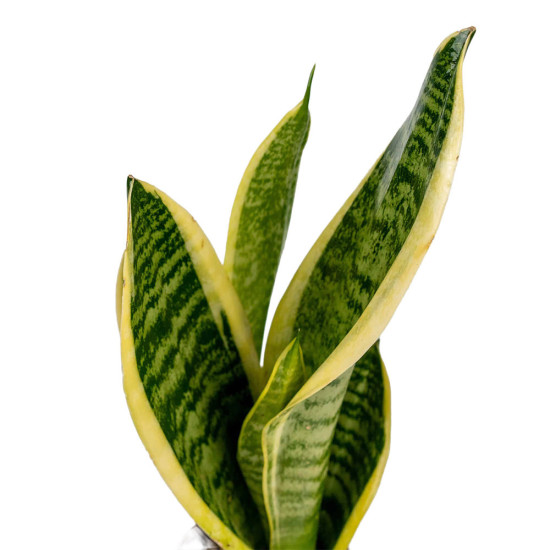 Sansevieria Trifasciata