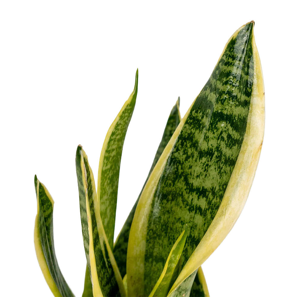 Sansevieria Trifasciata